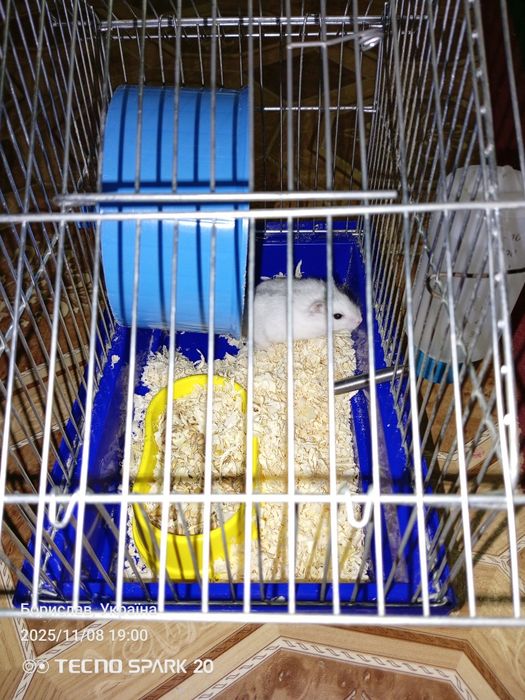 Продам клітку разом з хомяком