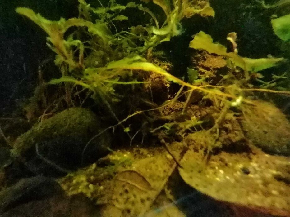 Fantástico Paludário Natural 40cm