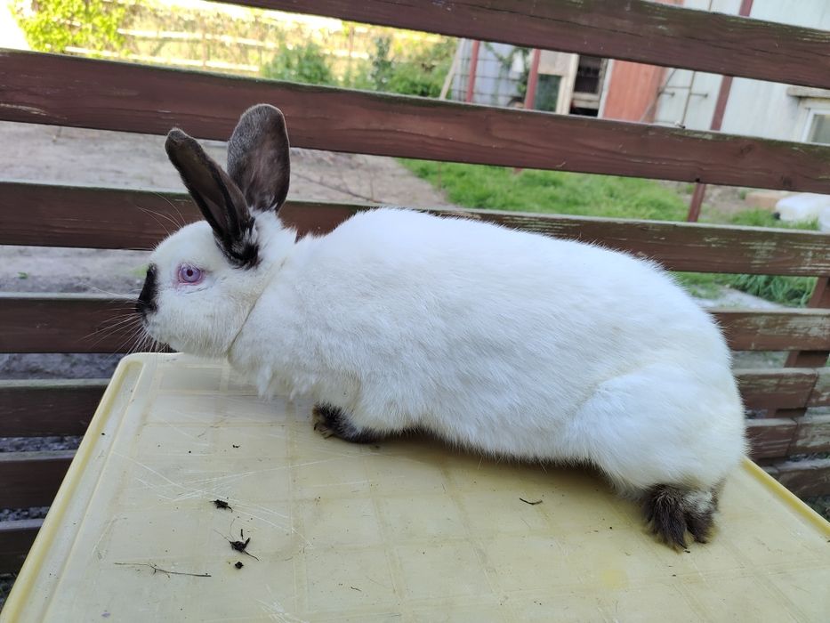 Królik Kalifornijski