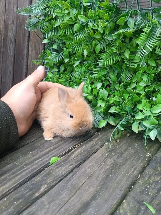 Міні кроліки,карликові кроліки