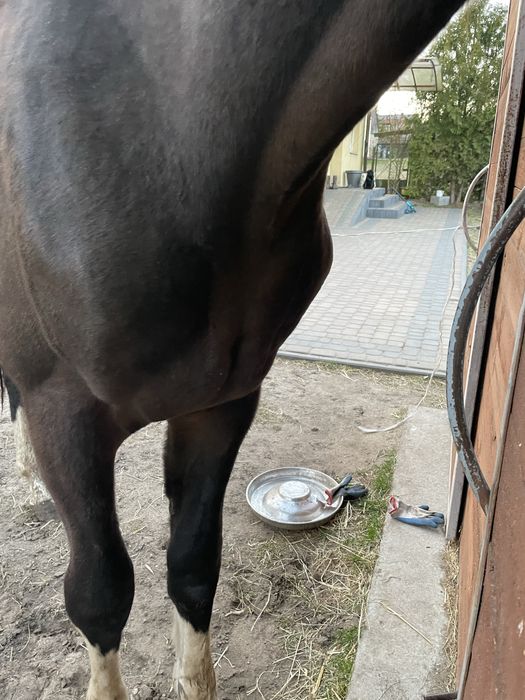 Sprzedam   Walacha ur w kwietniu  2024