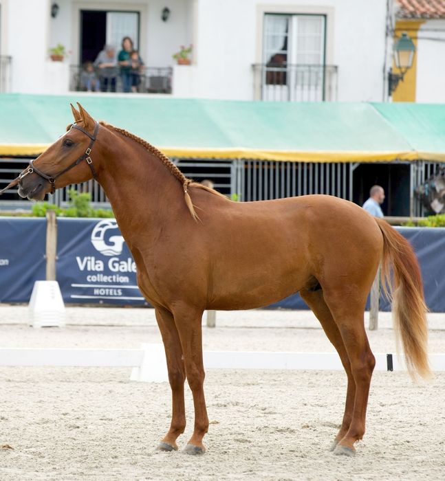Cavalo Luso Árabe 75%