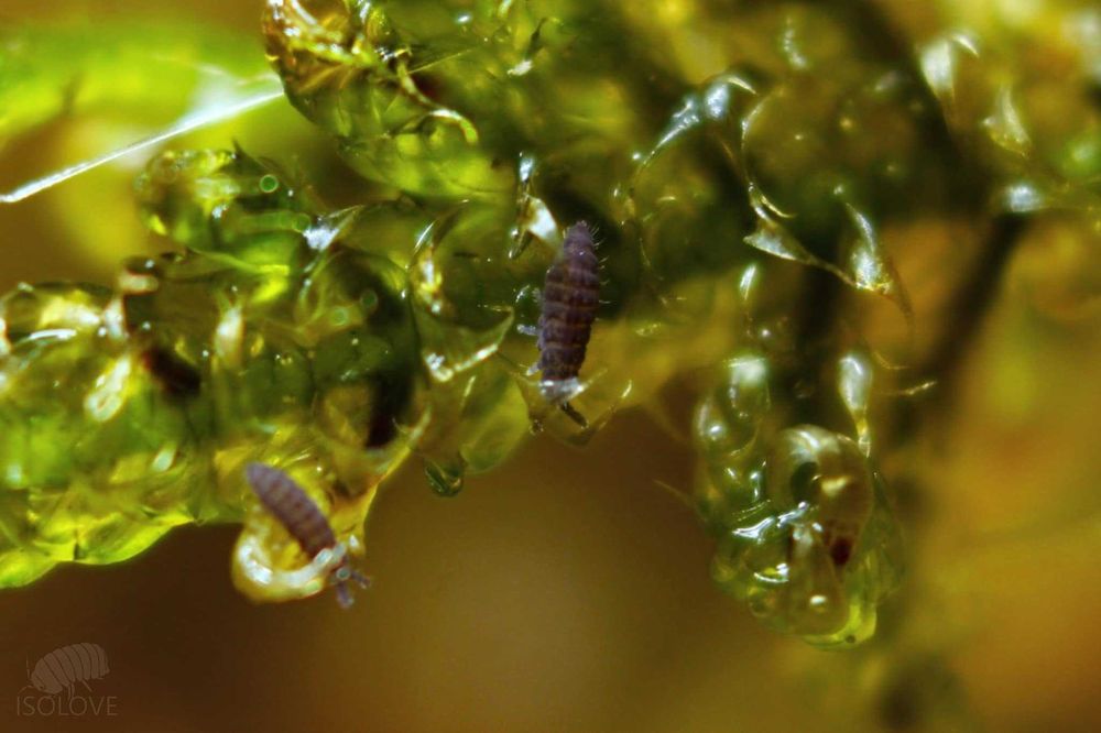 Ceratophysella sp., piękne niebieskie skoczogonki, ekipa sprzątająca