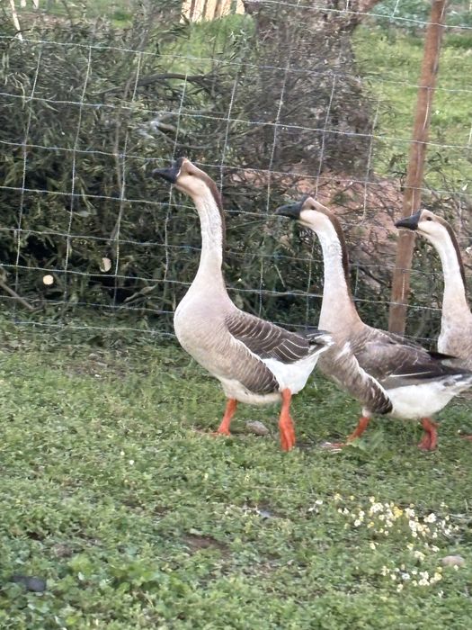 Pato gansos de guine