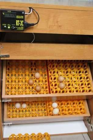 SPRAWDZONY inkubator do jaj NOWY polski producent FILM