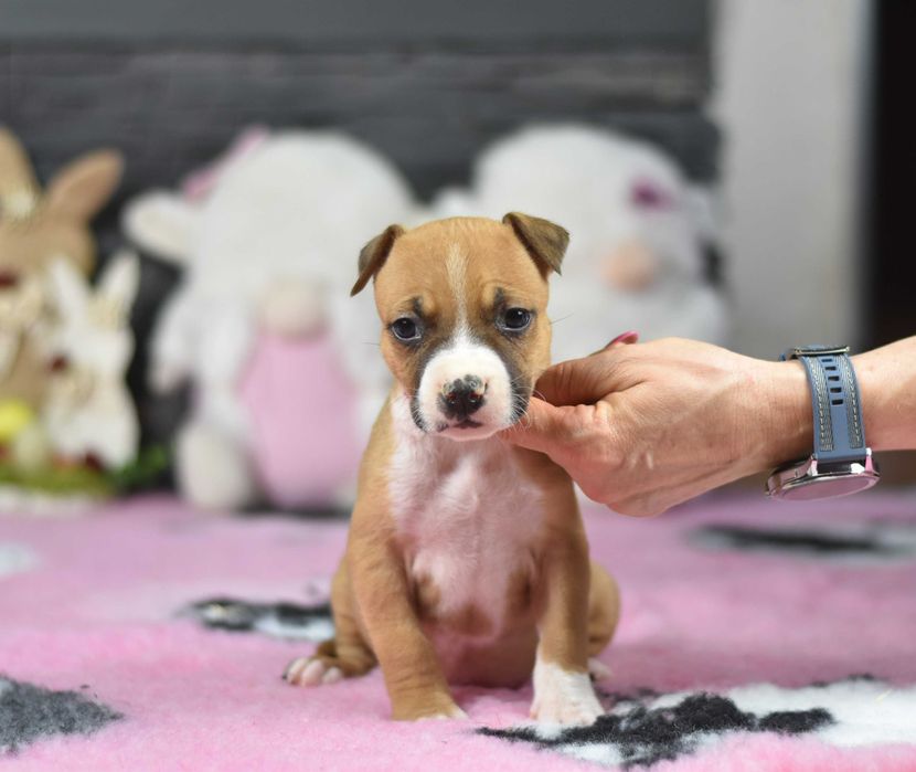 Piesek Amstaff "BUGS BUNNY" ZKwP FCI – zdrowy i bardzo uroczy maluch!