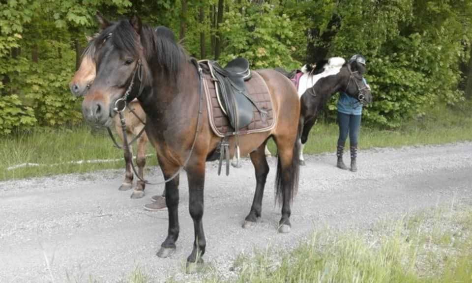 Wałach Huculski Cytryn