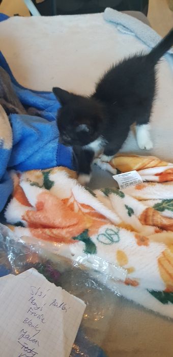 Oddam kotkę do adopcji