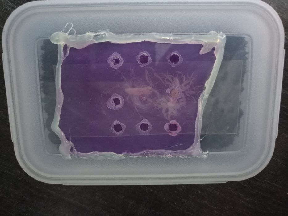 Grindal pokarm dla ryb