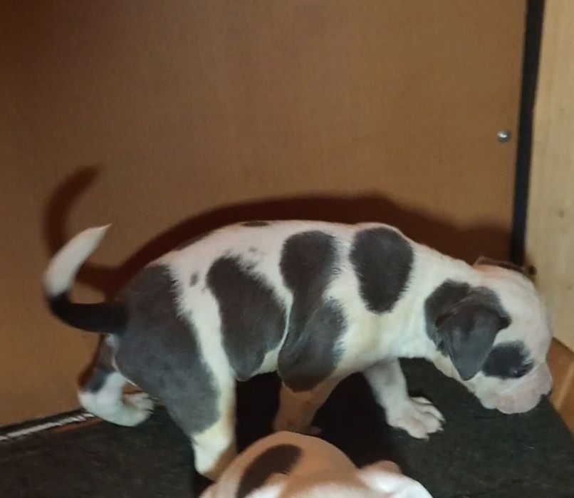 Крупный щенок амстаффа. ККУ. 19.11.25