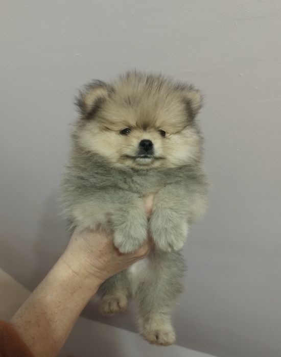 Pomeranian ZKwP  szpic miniaturowy