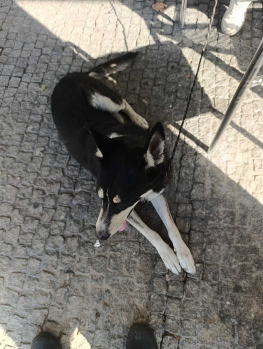Urgente procuro novo lar para o meu amigo loki urgente