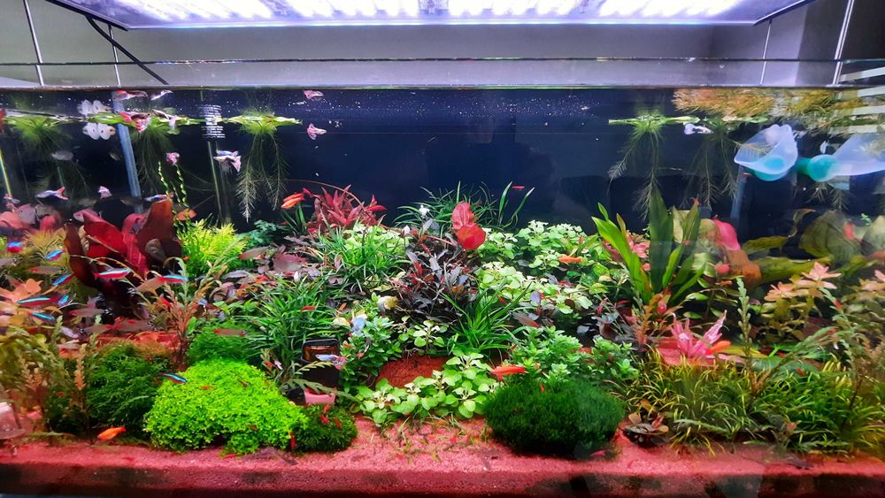 аквариумные растения.