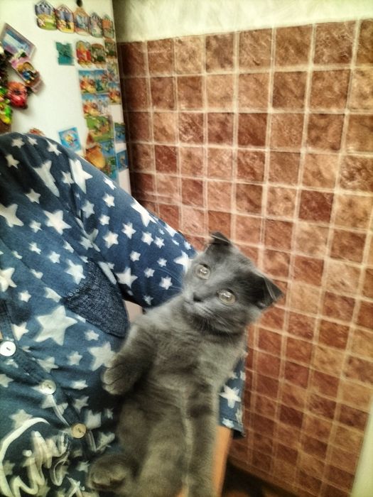 Котят британцы вислоухие