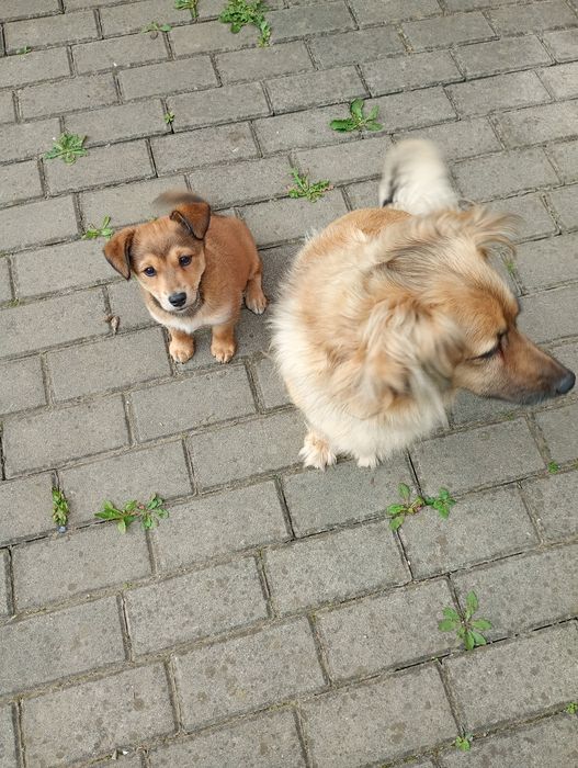 Oddam pieska w dobre ręce