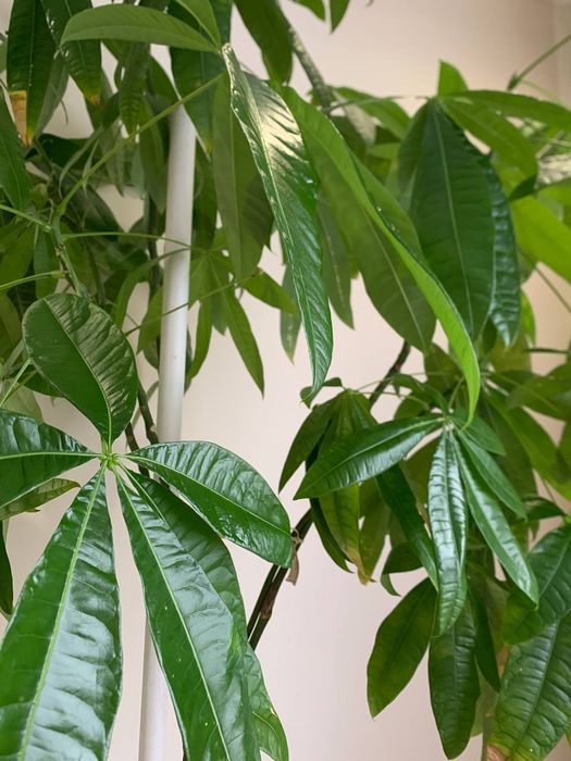 Пахіра  терміново