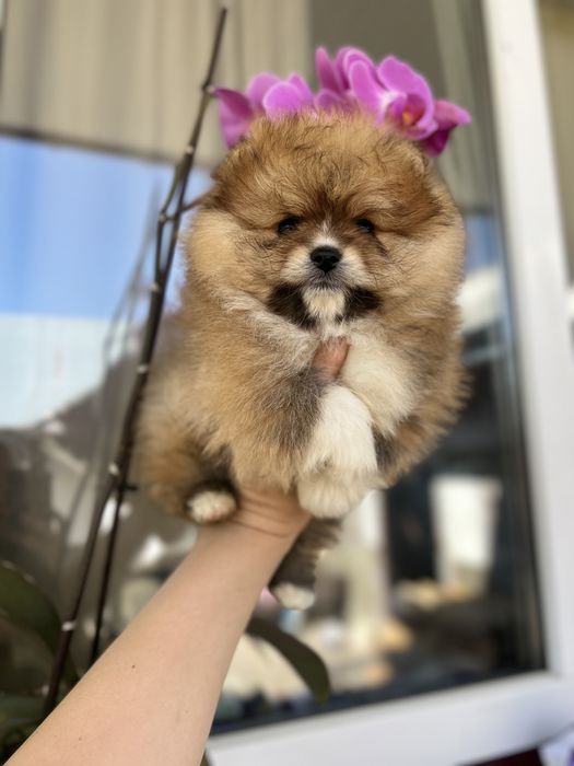 Рудий хлопчина шпиць