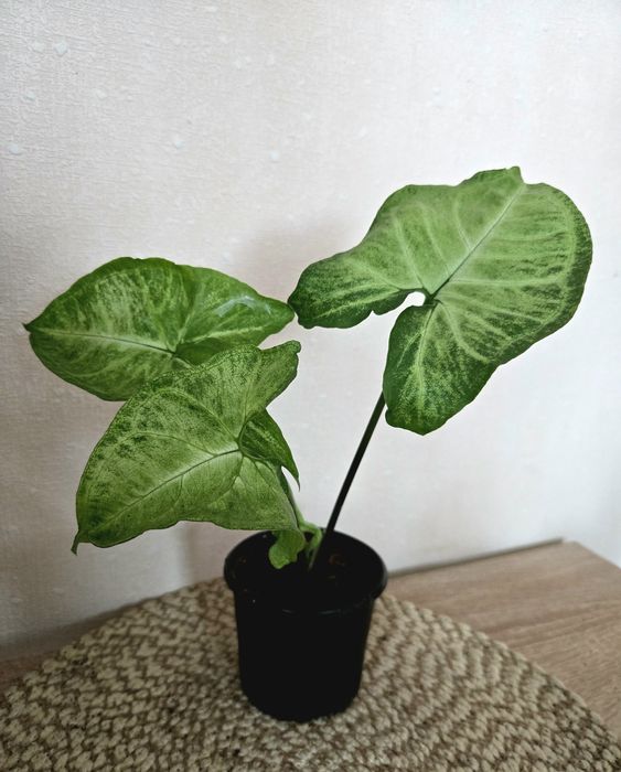 Кімнатні рослини