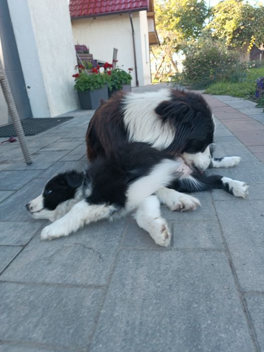 Border collie szczenię suczka