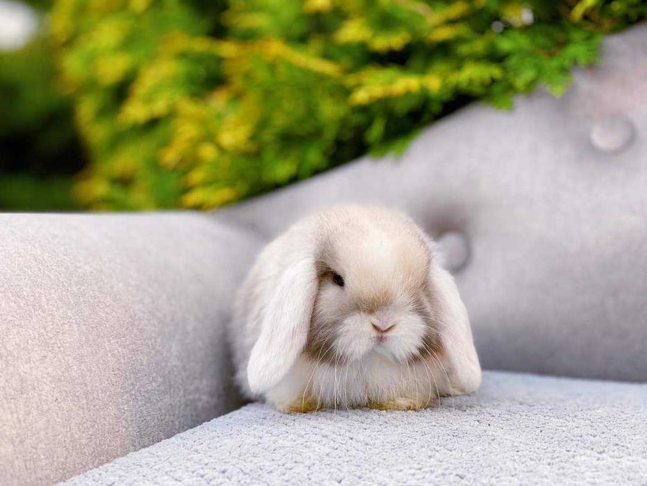 Coelhos anões mini loop super inteligentes