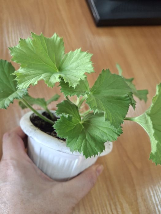 Пеларгонія герань королівська