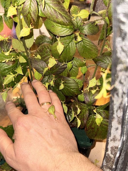 Phyllium gardabagusi „ Argopuro” Java Indonezja L4