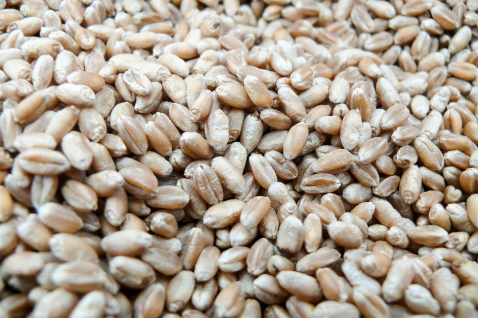 Zboże obrót. Zboża Pszenica, pszenżyto, żyto, owies, jęczmień.