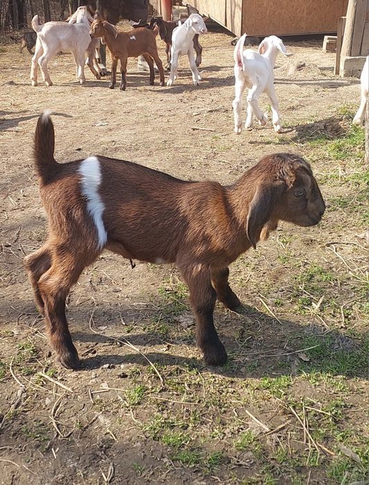 Пропоную  на продаж чудових козенят