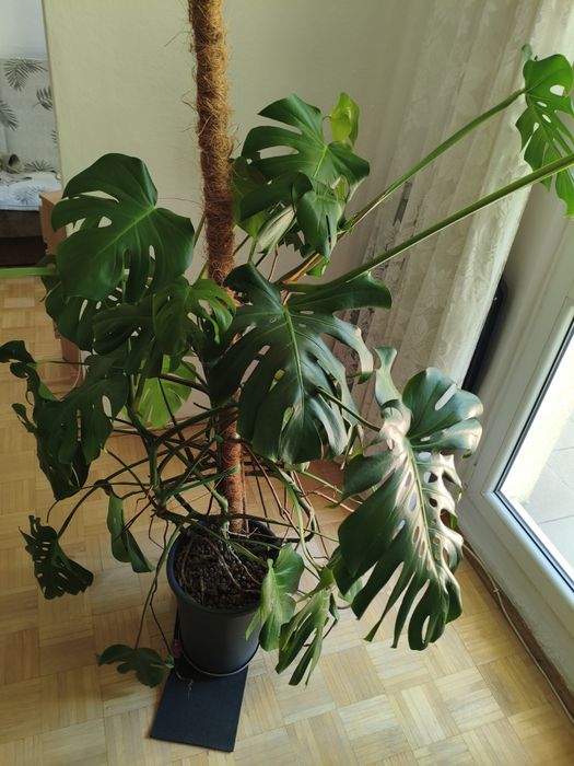 Monstera 155 cm wysokość. Palik 180
