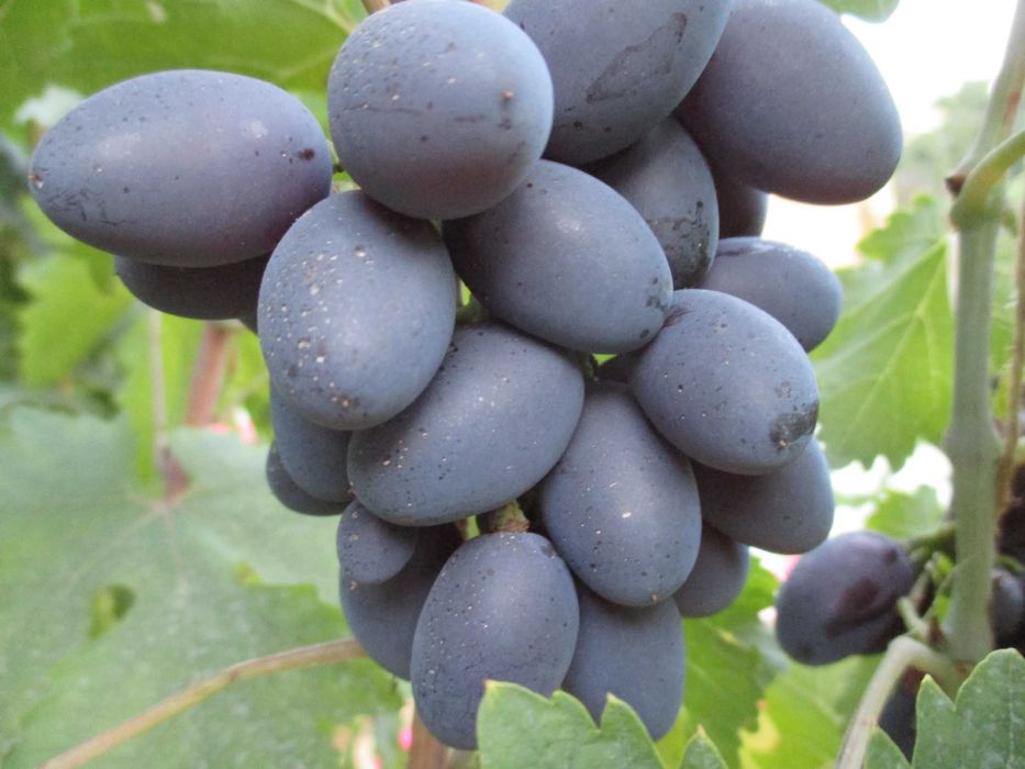 Крупные саженцы Столового винограда