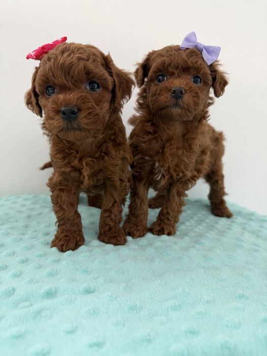 Suczka pudel toy linia chińska