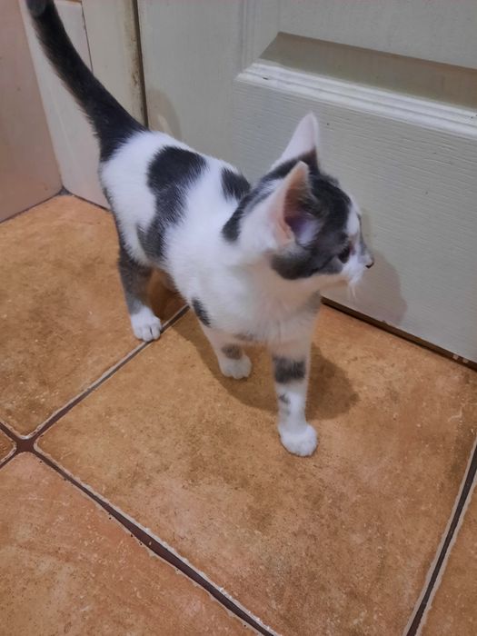 Кошеня безкоштовно