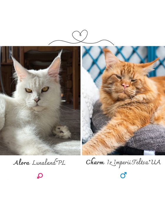 Kociak Cassie rasy Maine Coon