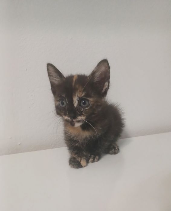 Gatinha tricolor