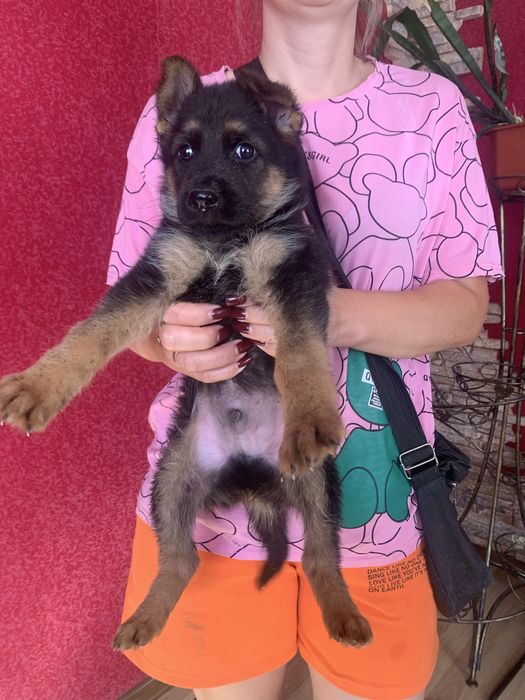 Продам цуценят Німецької вівчарки