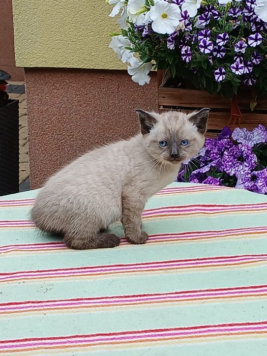 Ragdoll śliczna kotka