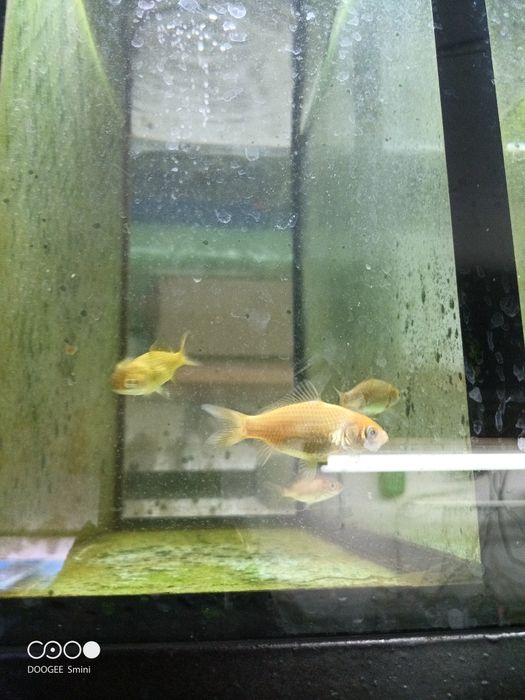 peixes cometas promoção