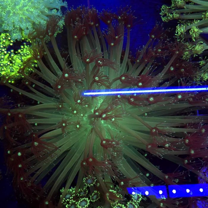 Goniopora Premium long tips XL (matecznik) - Kingdom of Corals