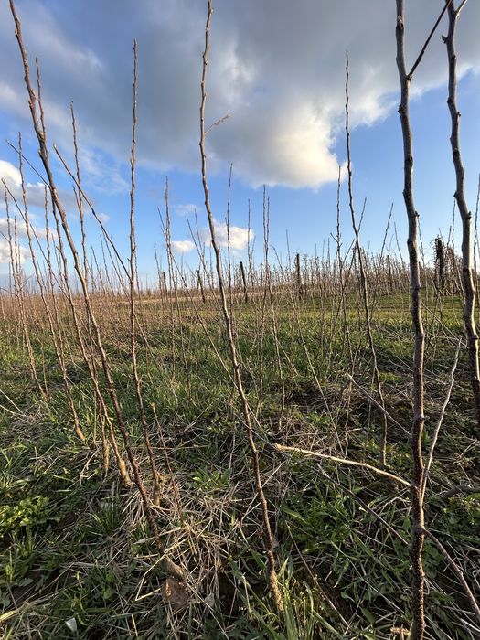 Саджанці яблуні