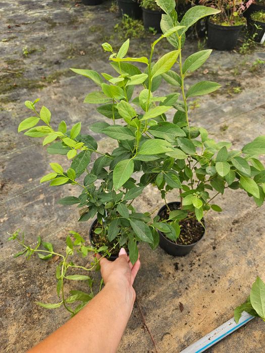 Polskie sadzonki 2,5 LETNIE Borówka Amerykańska do50cm! CAC 10 odmian