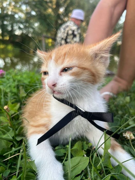 Віддам в добрі руки кошенят