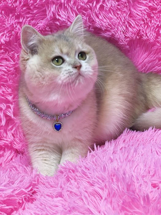 Британська золота шиншилла