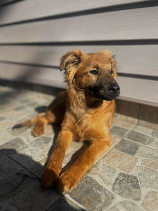 Szczeniak do adopcji