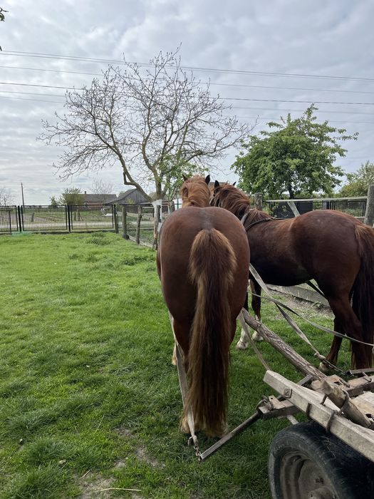 Продам жеребця 2,11роки