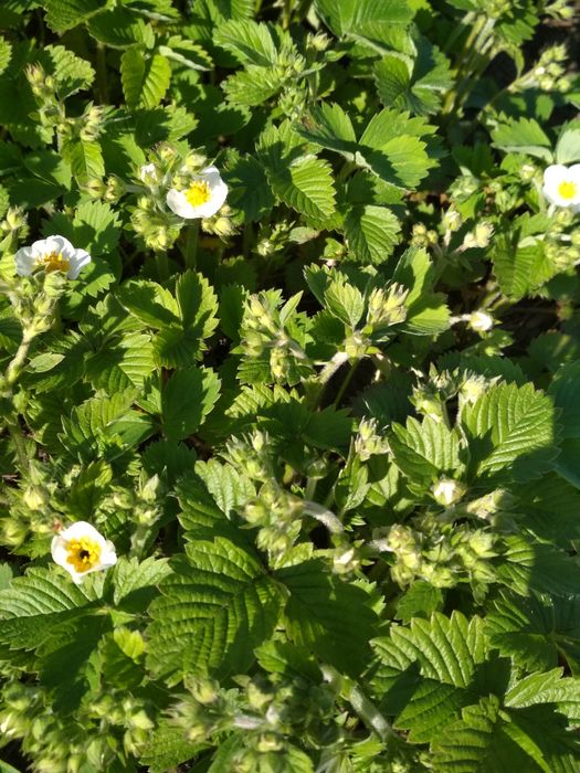 Продаю клубніку чотирьох сортів