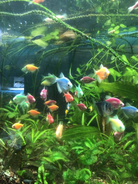 Акваріумні рослини