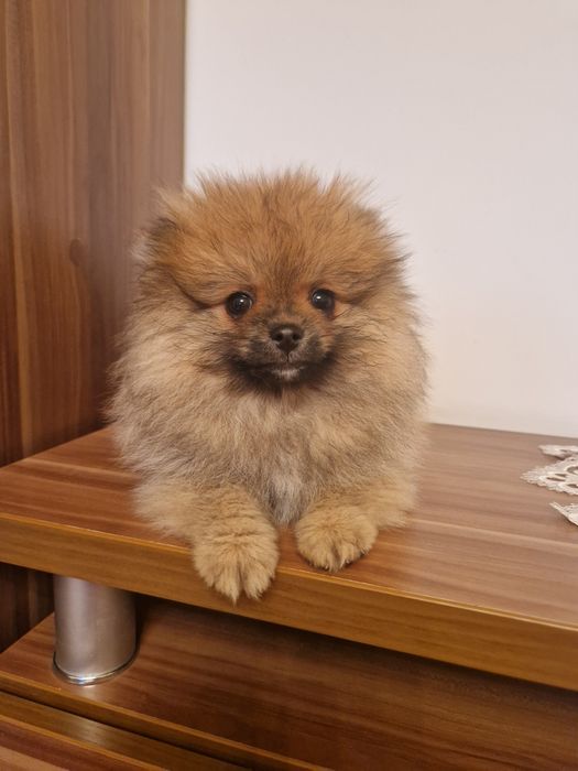 Красавчики шпицули