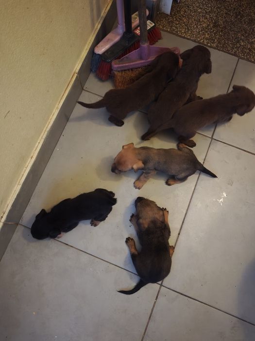 Cãezinhos para adoção responsável