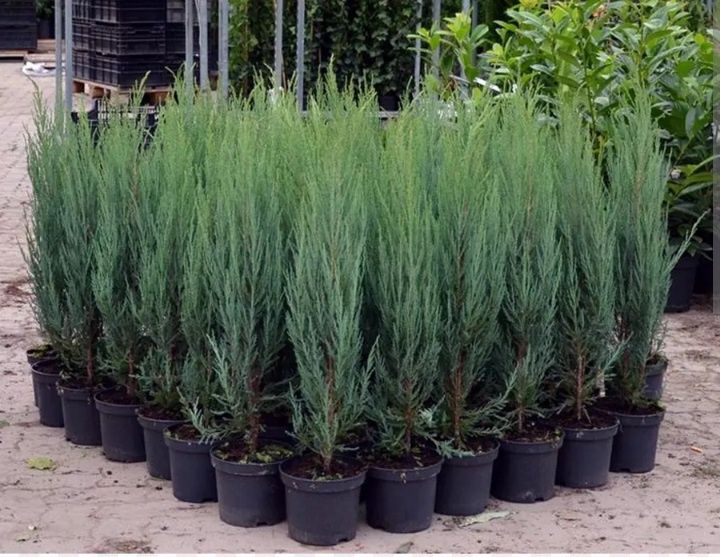 Смарагд Даника Ауреа Нана Блю Эрроу Самшит Глобоза Можжевель Вариегата