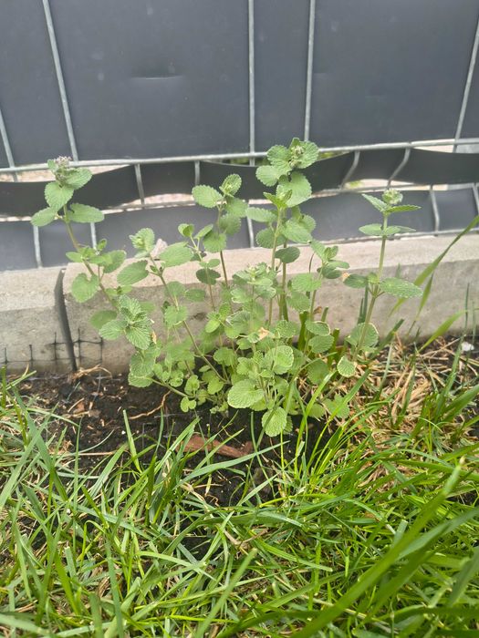 Kocimiętka duża zdrowa sadzonka z rozsady